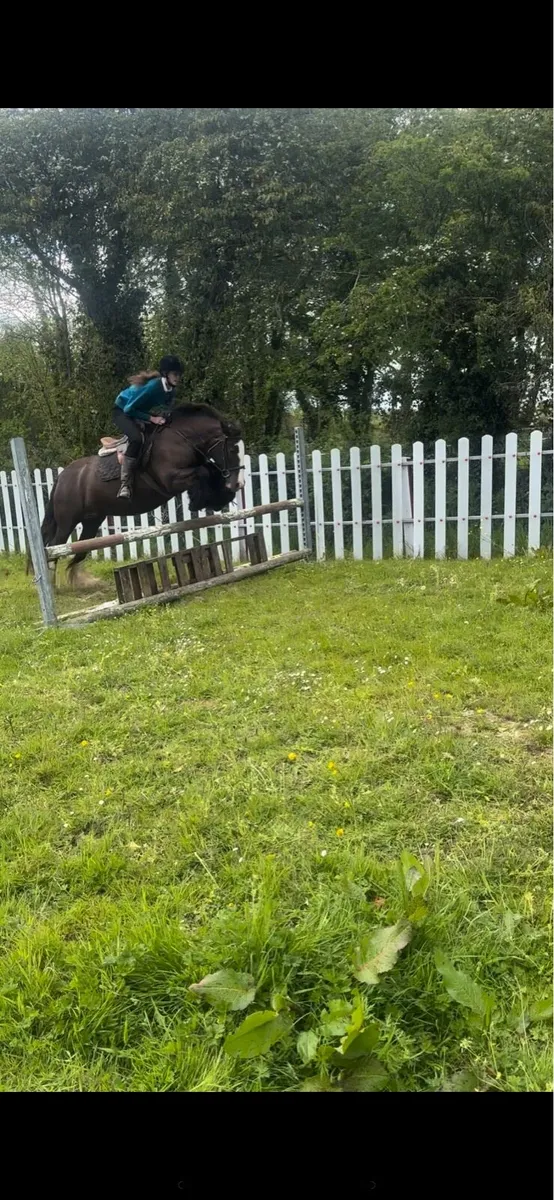 Pony - Image 4