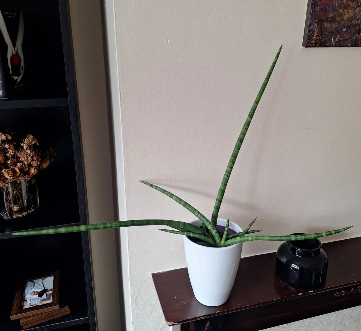 Healthy Sansevieria Cylindrica in ceramic pot - Image 1