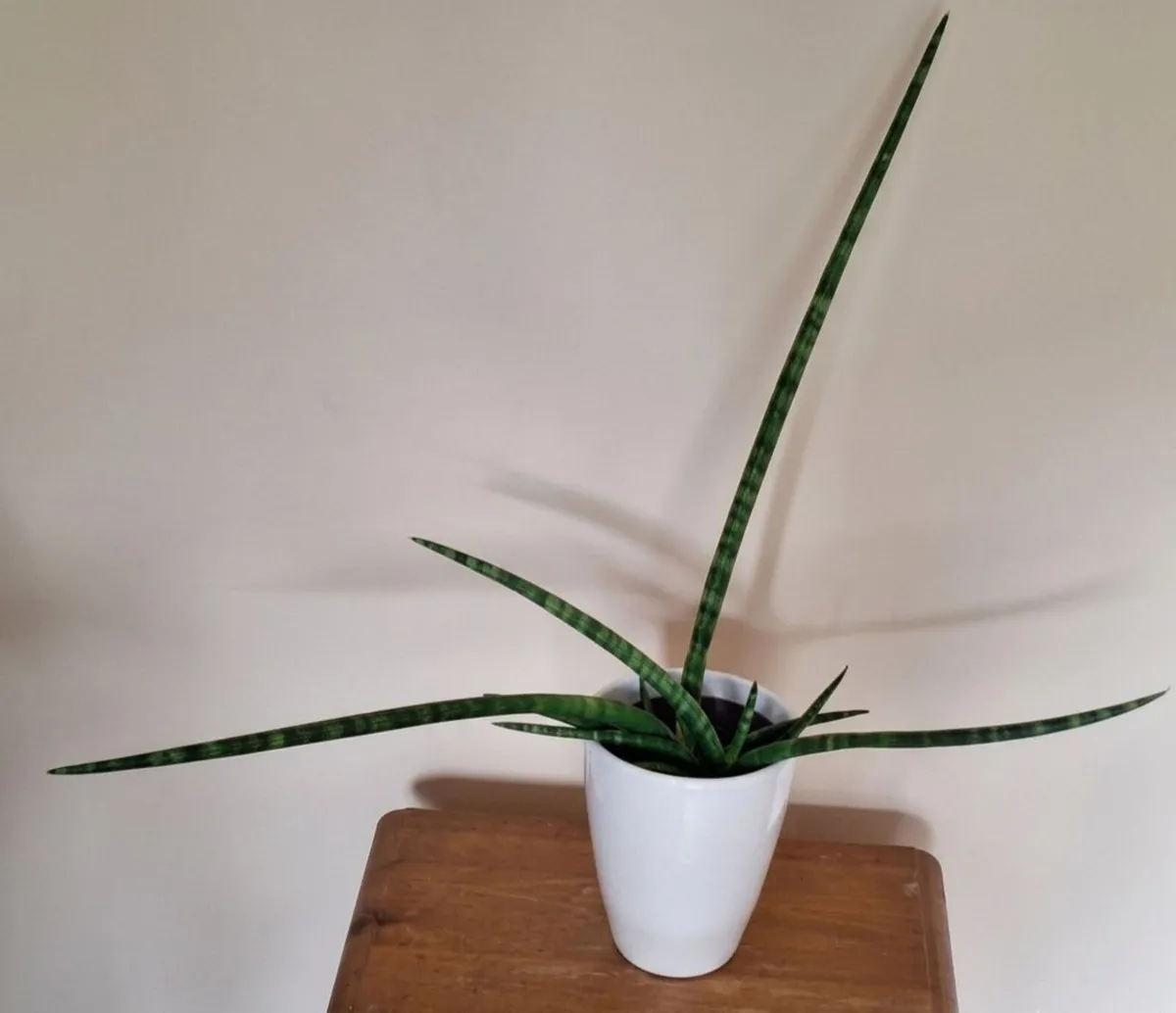 Healthy Sansevieria Cylindrica in ceramic pot - Image 2