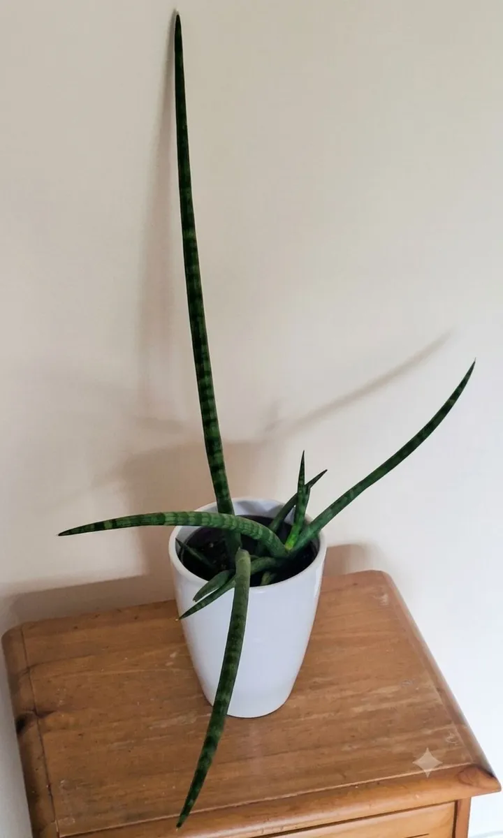 Healthy Sansevieria Cylindrica in ceramic pot - Image 3