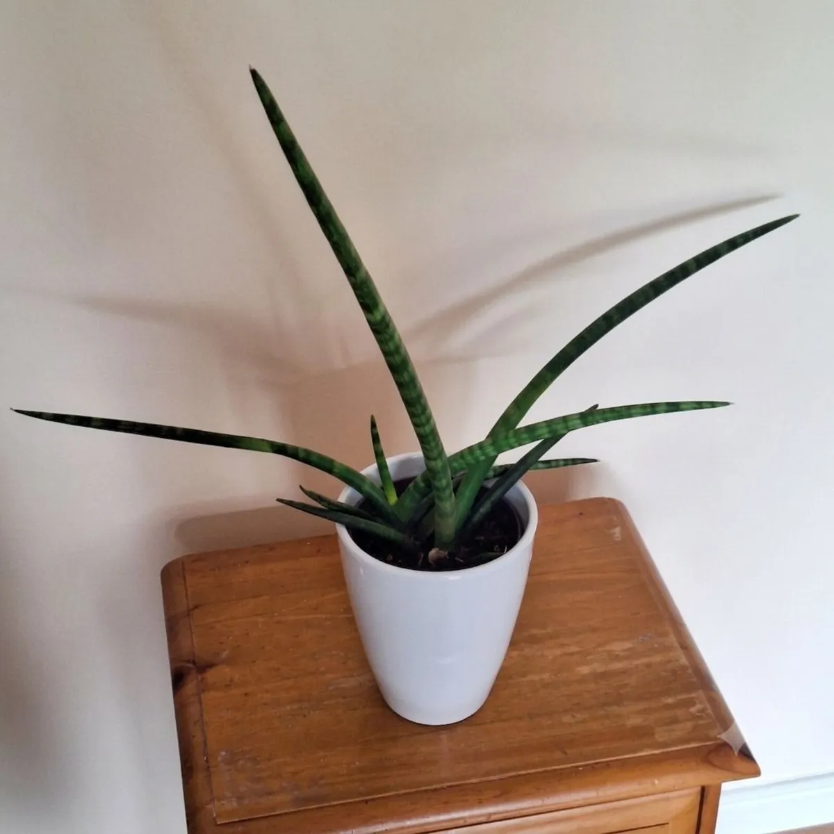 Healthy Sansevieria Cylindrica in ceramic pot - Image 4