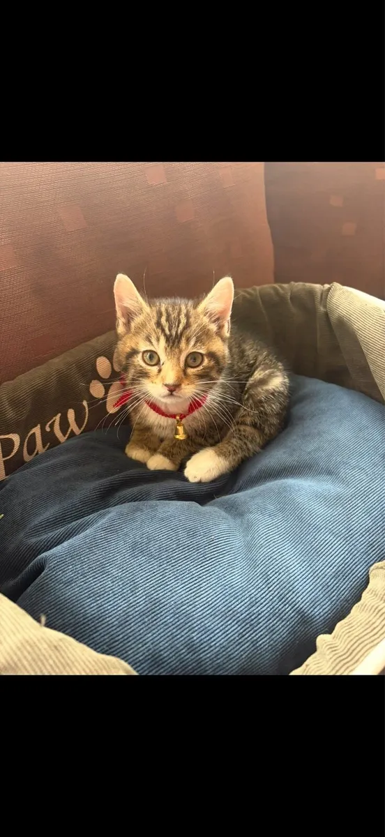 Kitten - Image 1