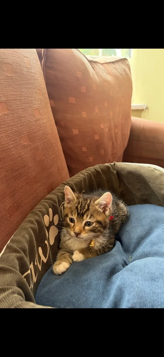Kitten - Image 2