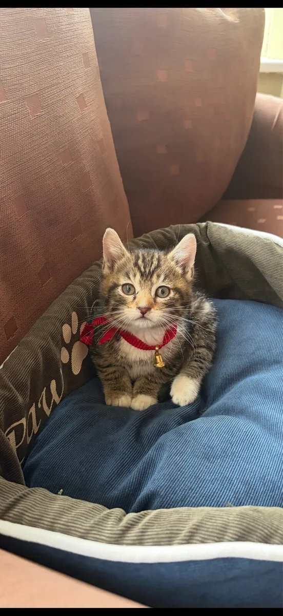 Kitten - Image 3