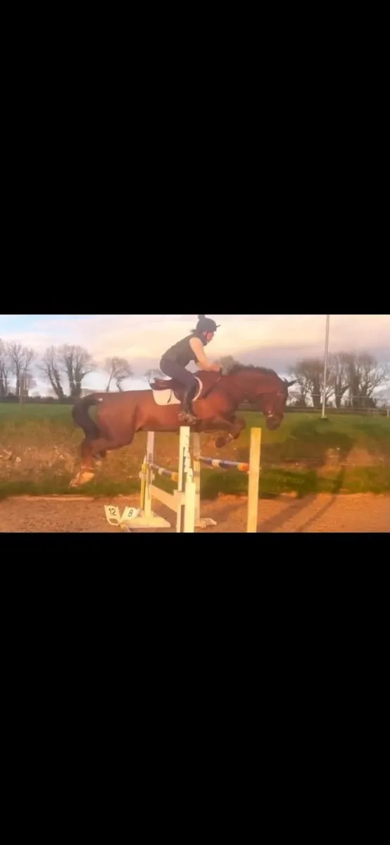 Horse - Image 2