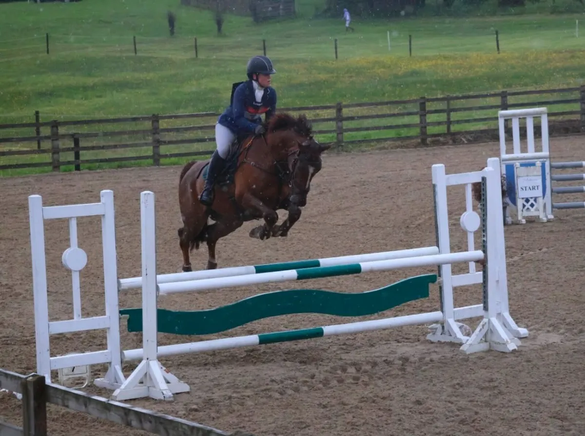 Horse - Image 4