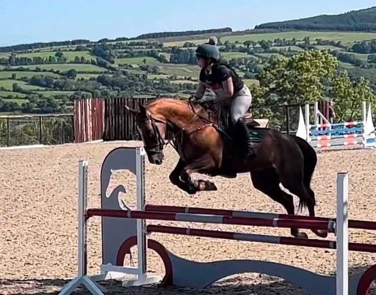 Horse - Image 3