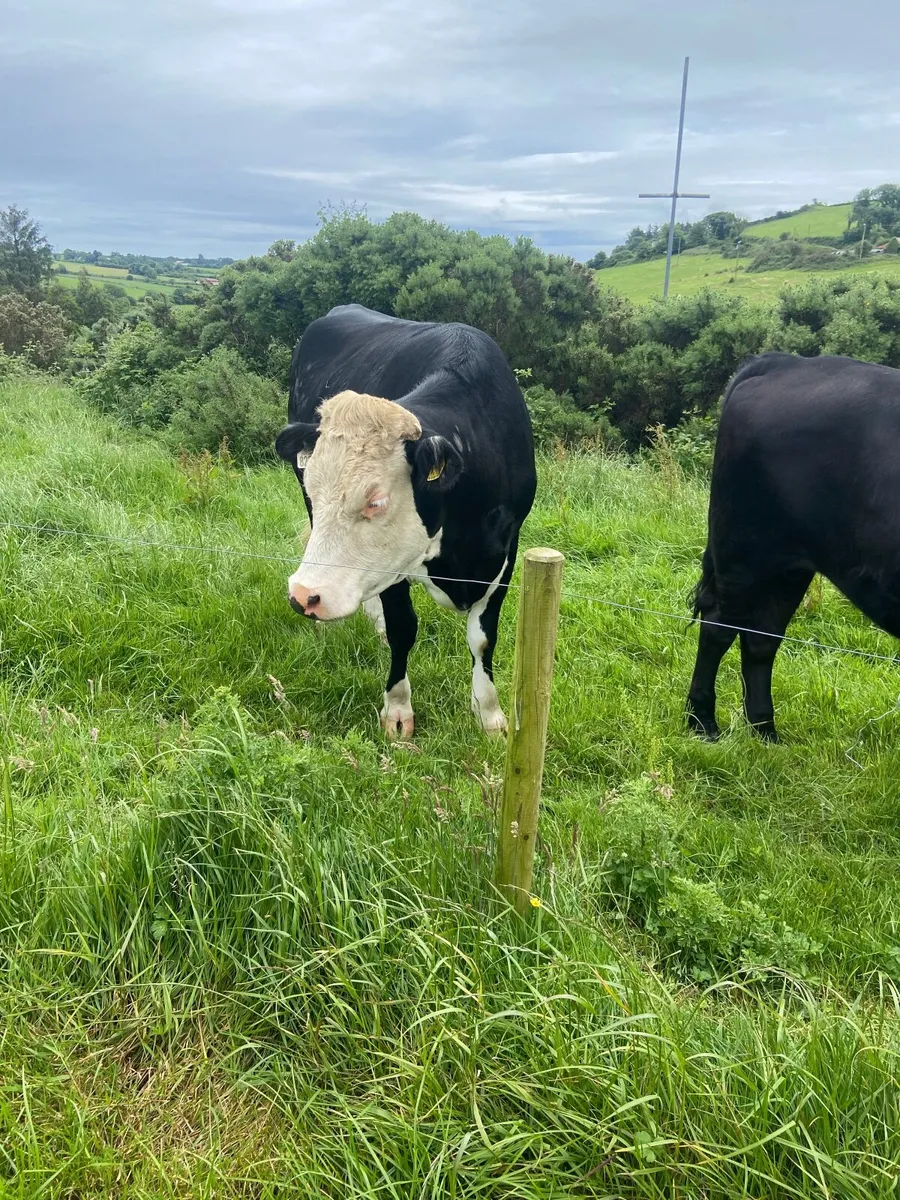 Heifers - Image 2
