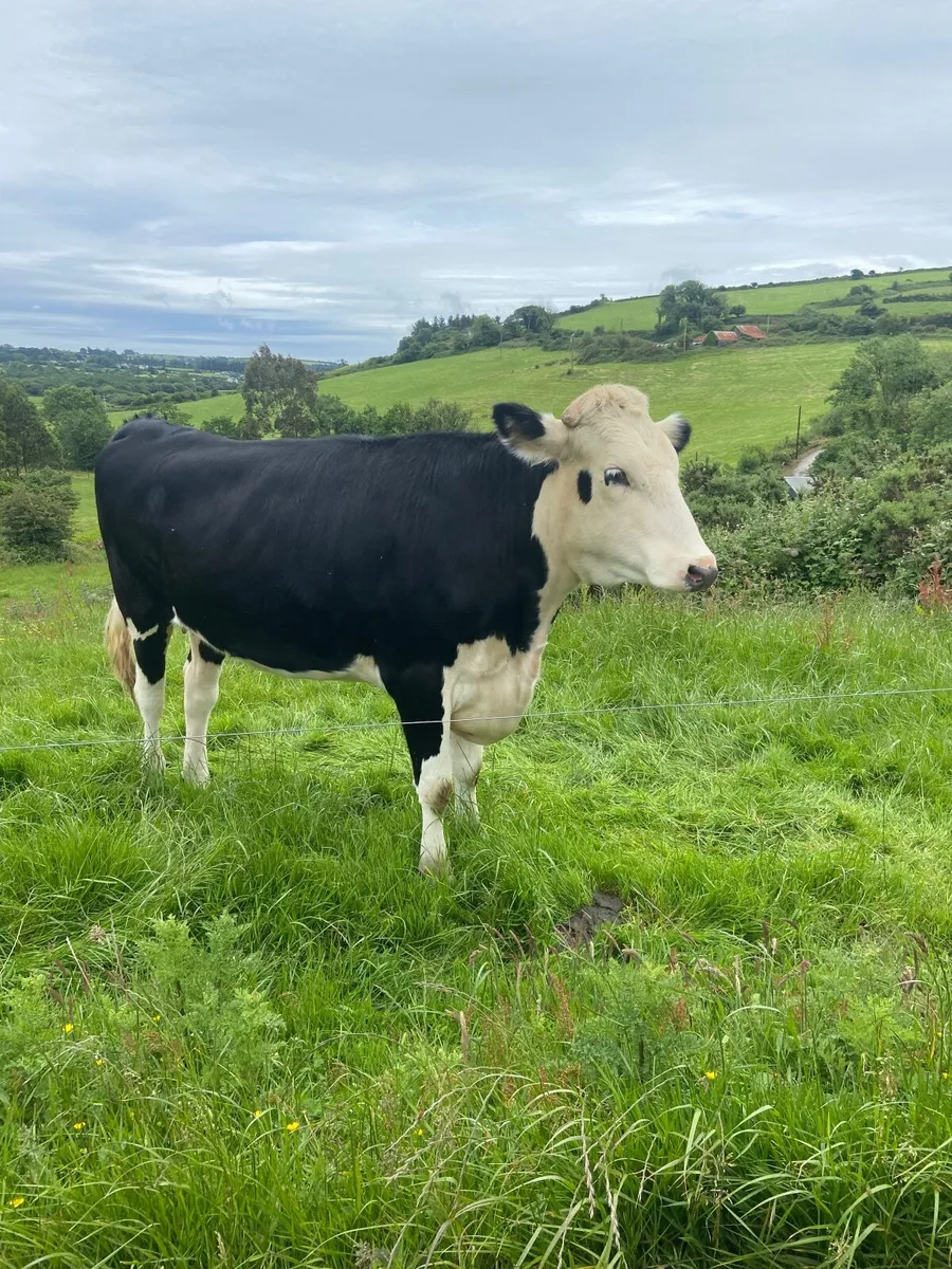 Heifers - Image 1