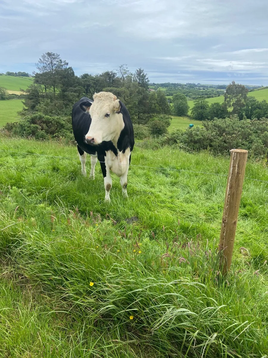 Heifers - Image 3