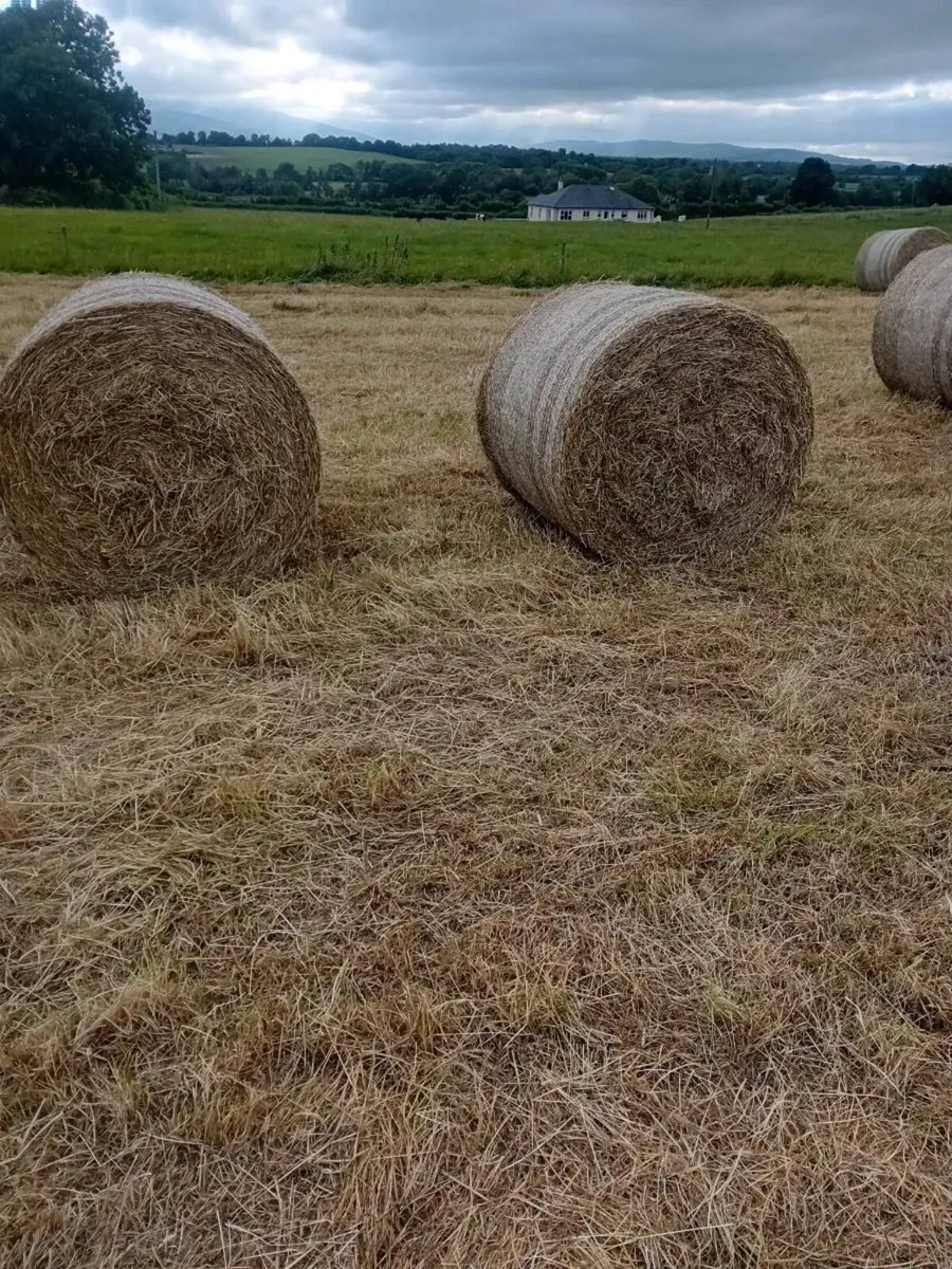 Round bales hay - Image 2