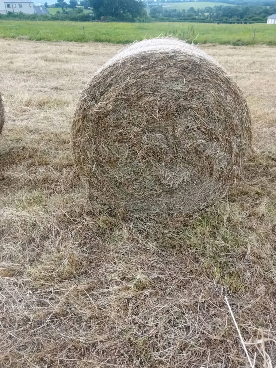 Round bales hay - Image 1