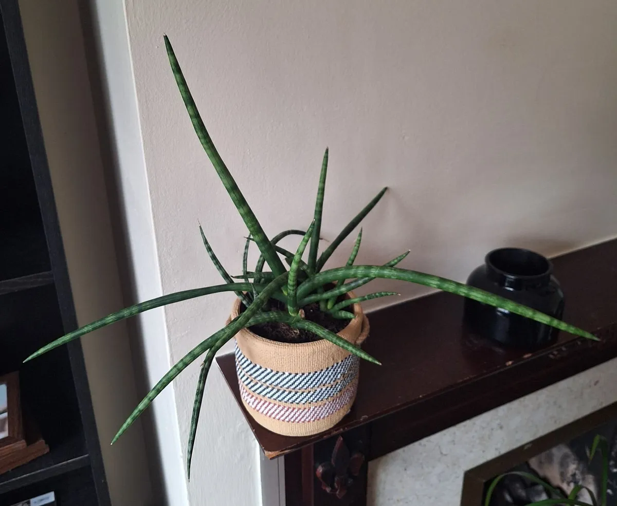 Healthy Sansevieria Cylindrica in Ethnic Pot - Image 1