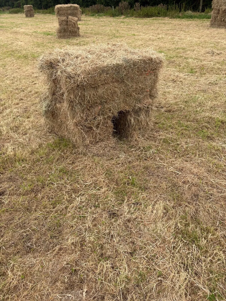 Square bales of hay - Image 3
