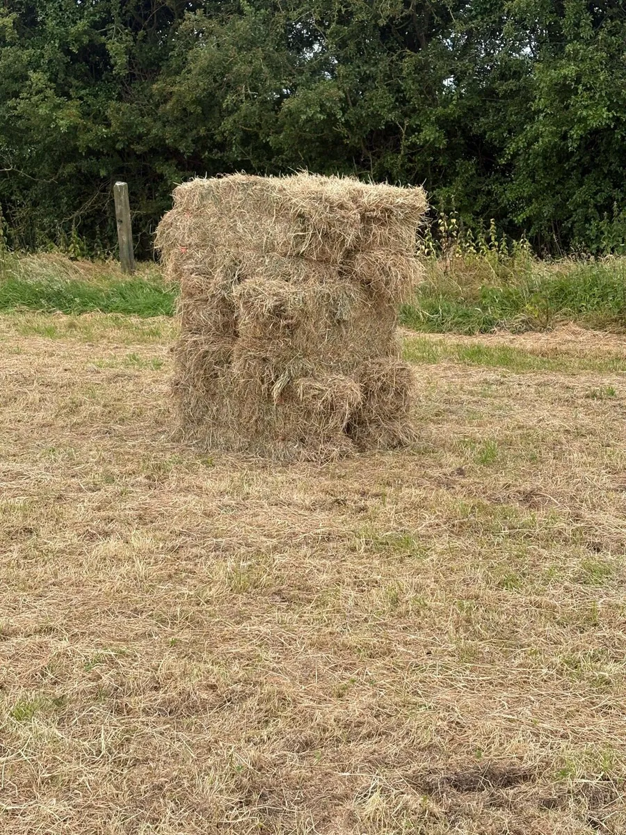 Square bales of hay - Image 2