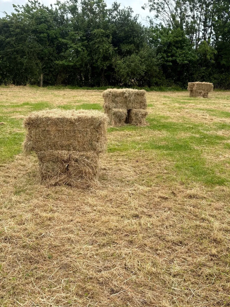 Square bales of hay - Image 4