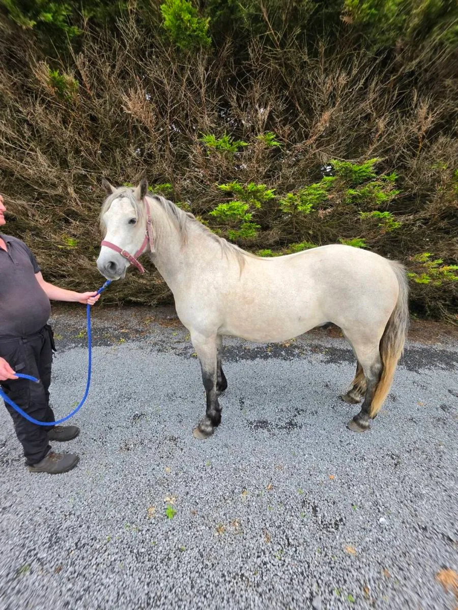 3 year old connemara gelding - Image 1