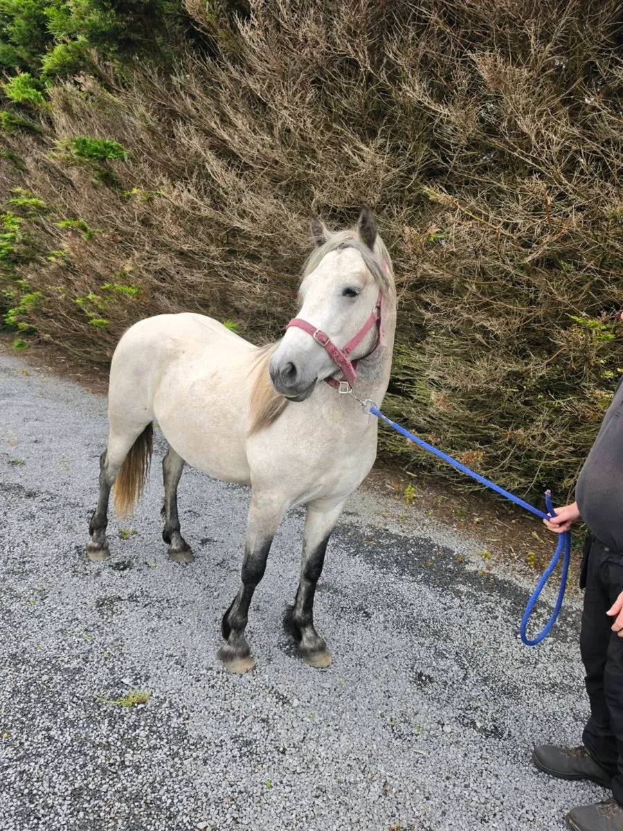 3 year old connemara gelding - Image 3