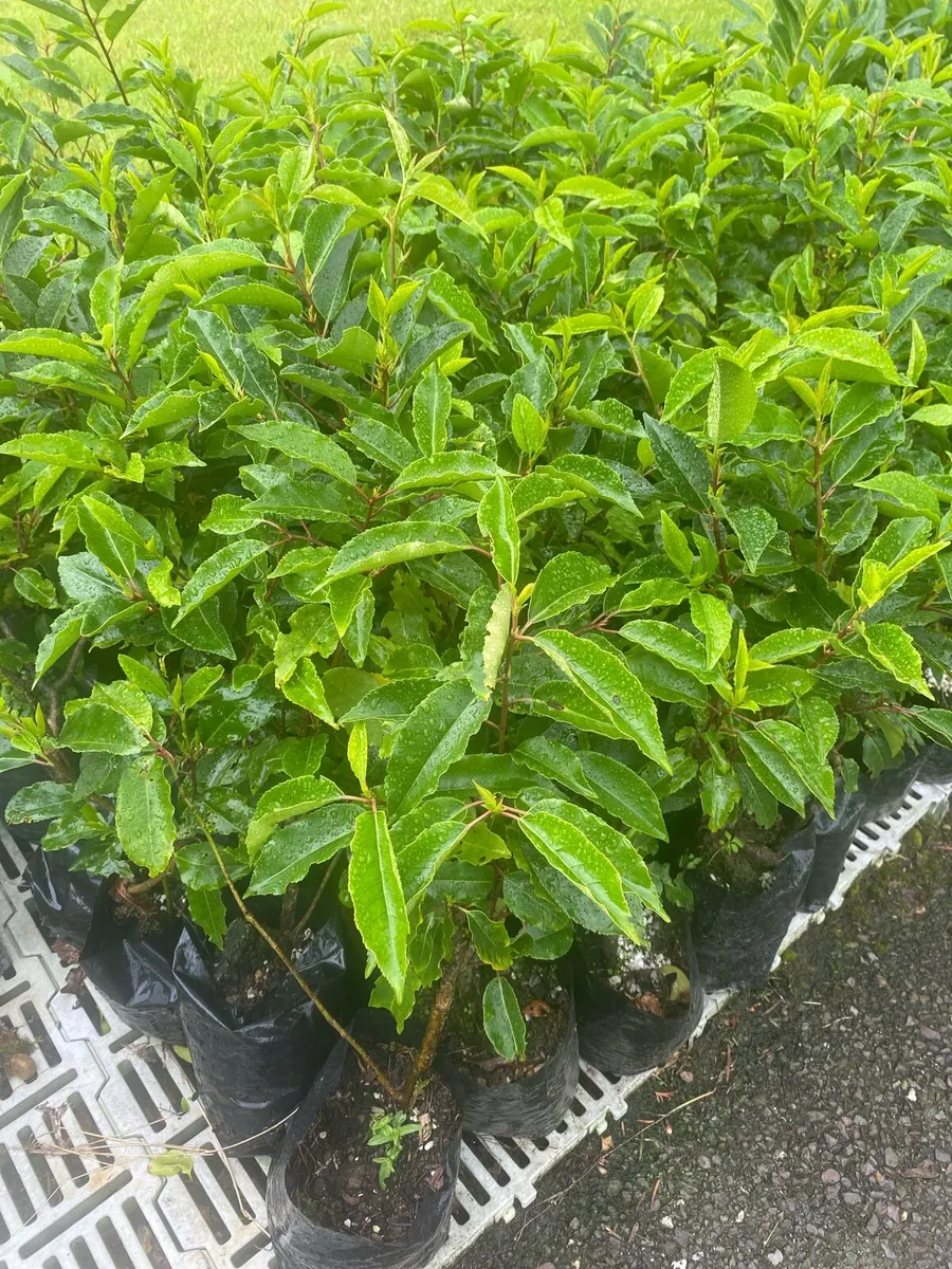 Portuguese Laurel Hedging Plants in Pots