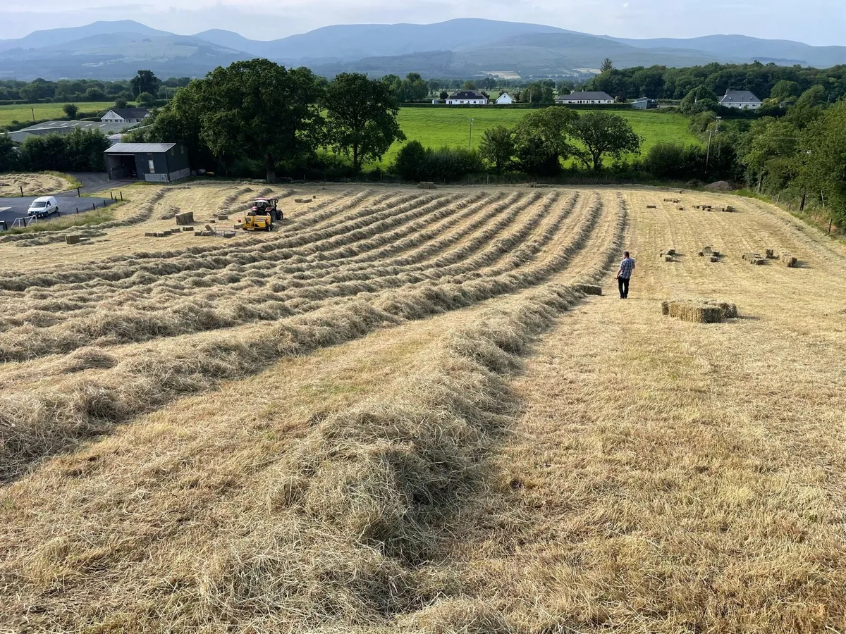 Hay - Small Square Bales - Image 3