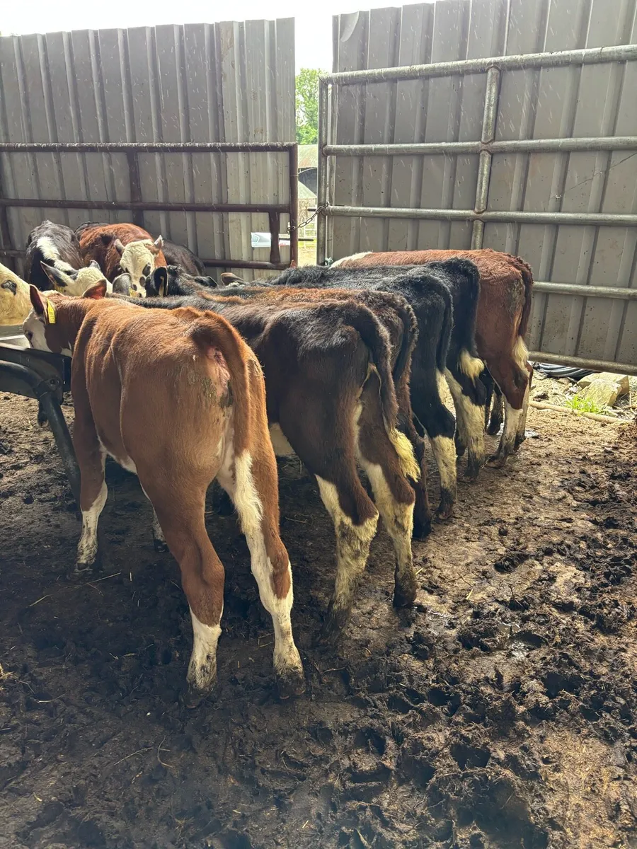 14 Feb/Mar Hereford heifers - Image 1