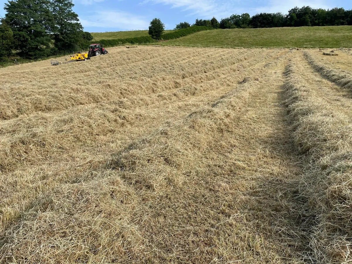 Hay - Small Square Bales - Image 4
