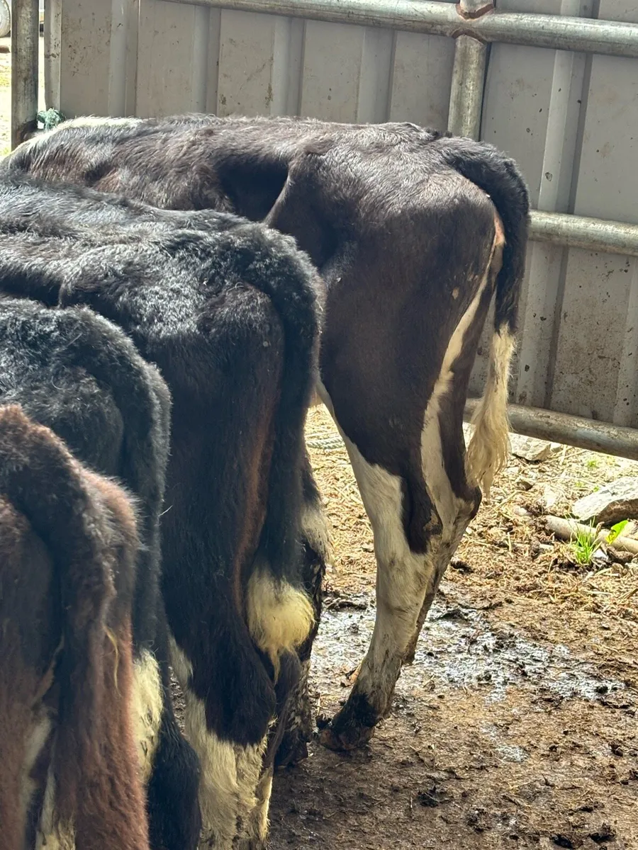 14 Feb/Mar Hereford heifers - Image 4