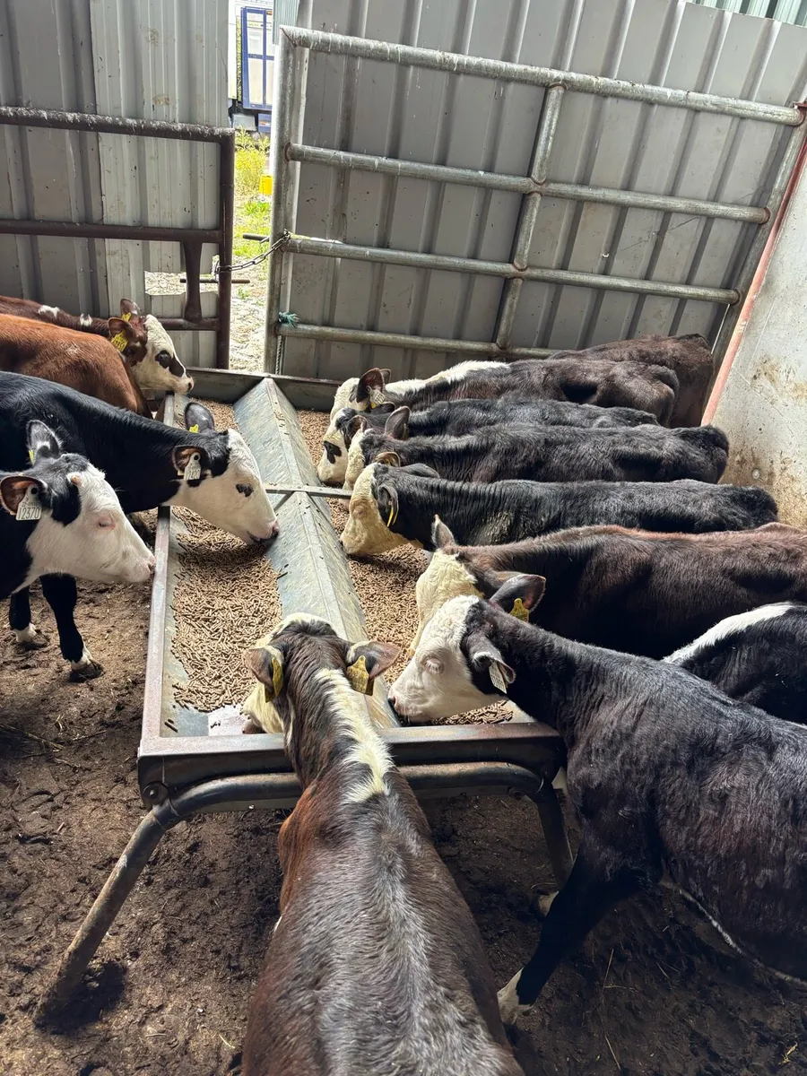 14 Feb/Mar Hereford heifers - Image 2