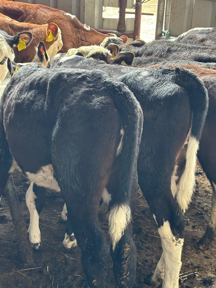 14 Feb/Mar Hereford heifers - Image 3