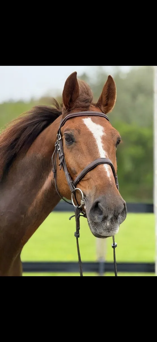 Horse - Image 1