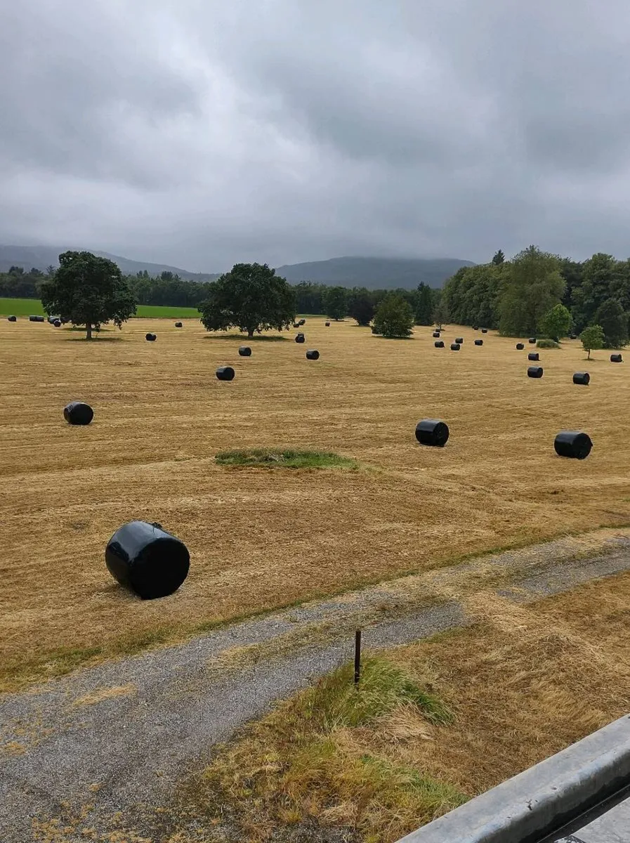 Haylage - Image 2