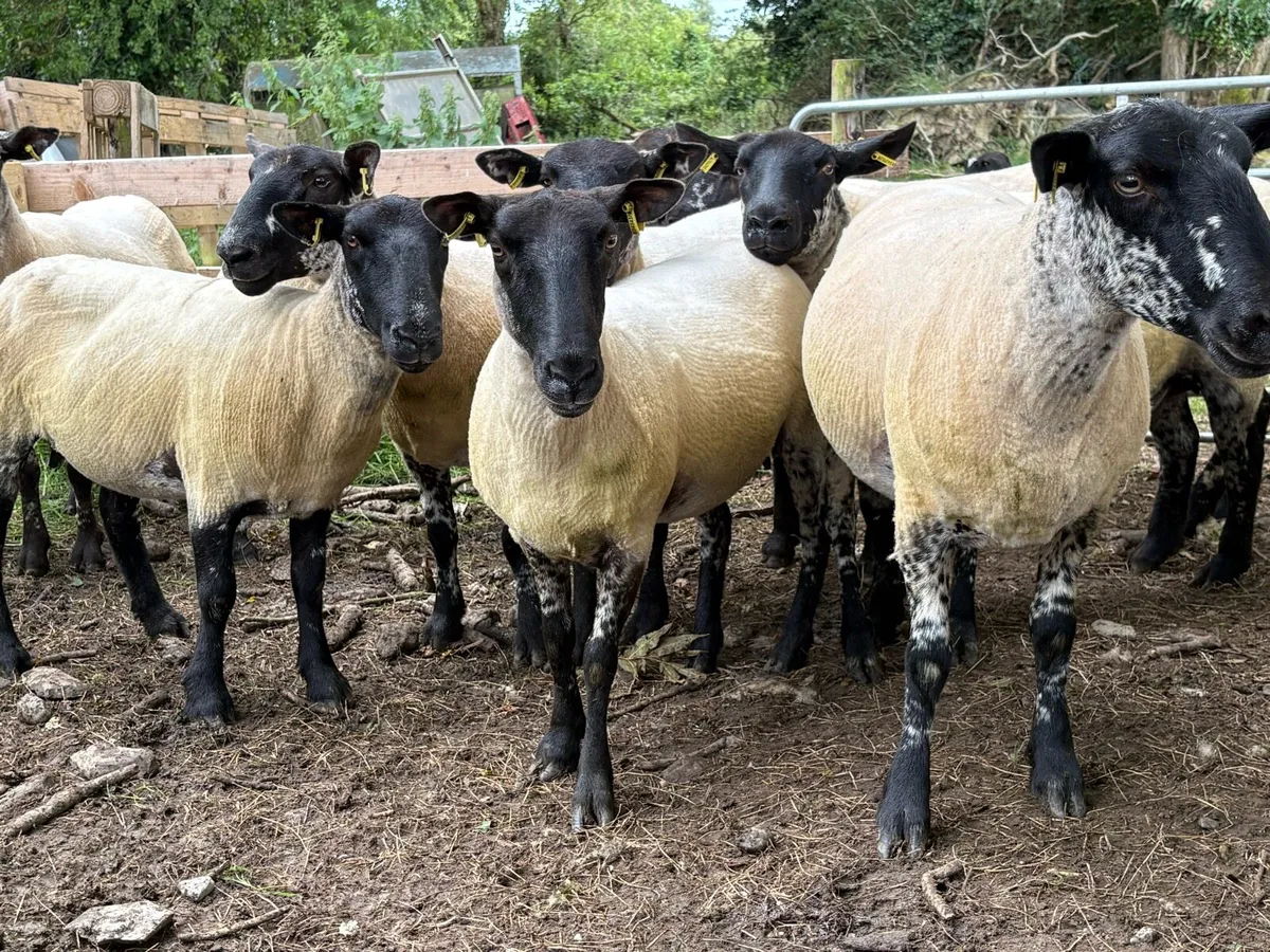 Breeding ewes - Image 1