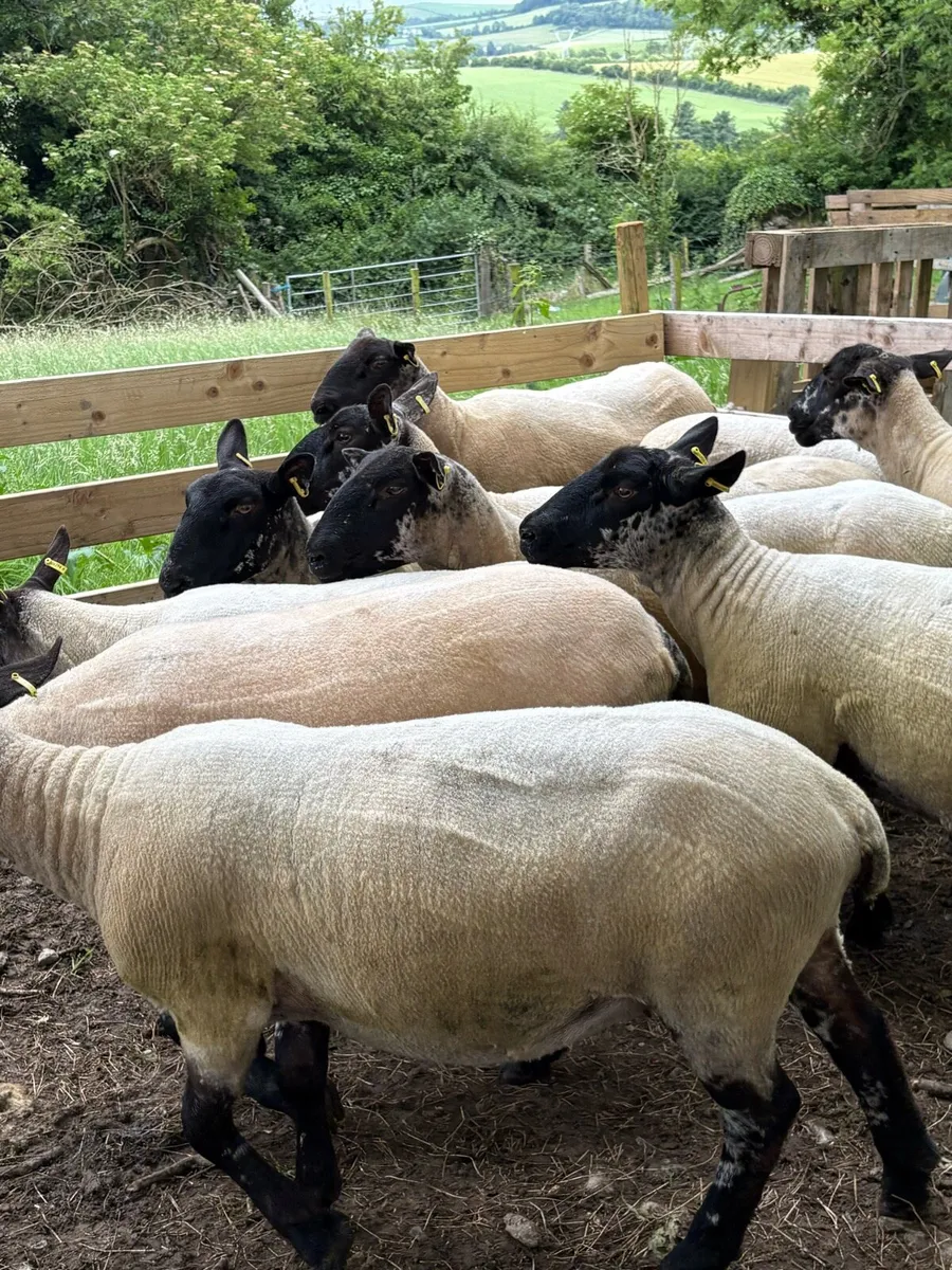 Breeding ewes - Image 3