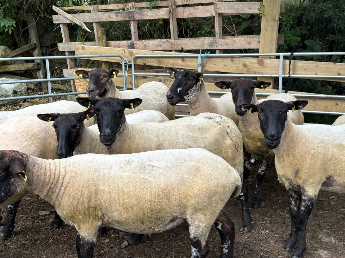 Breeding ewes - Image 4