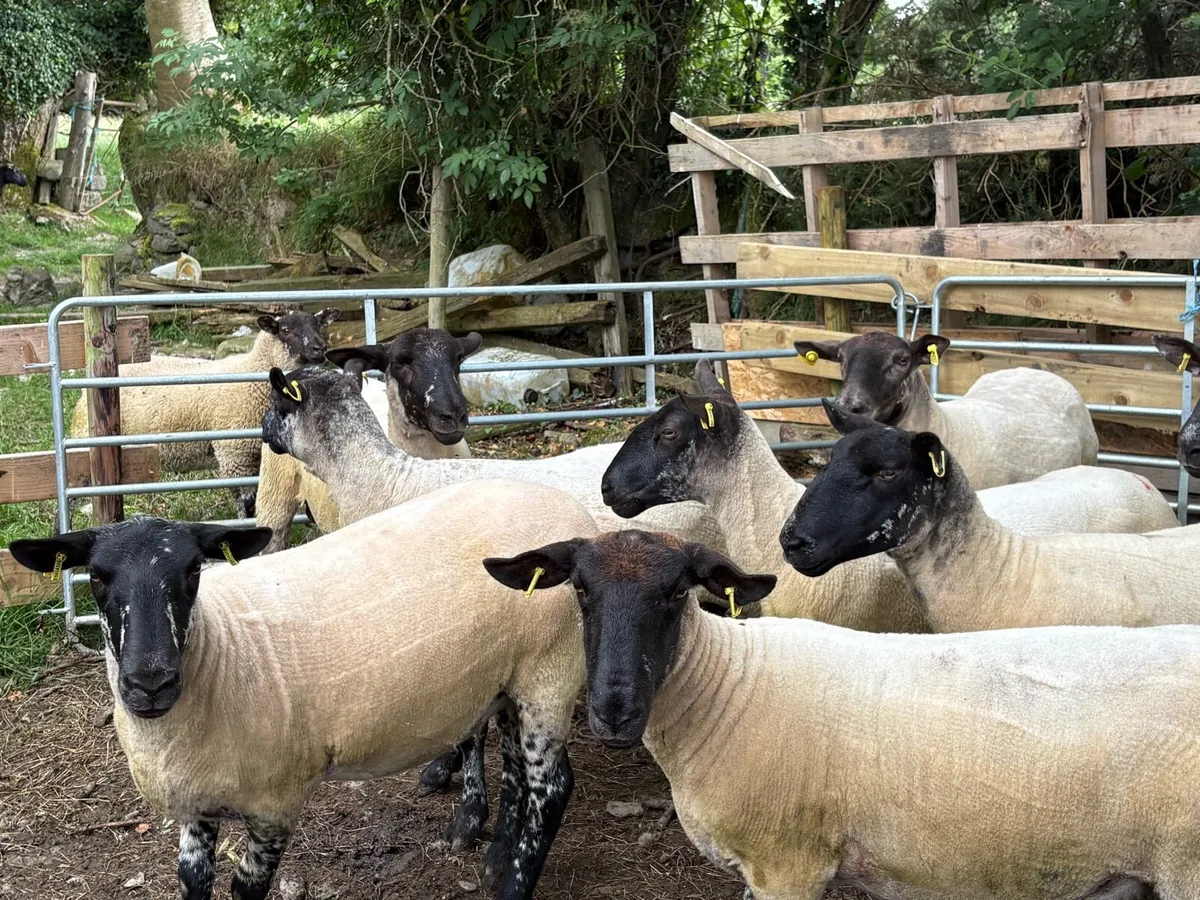 Breeding ewes - Image 2