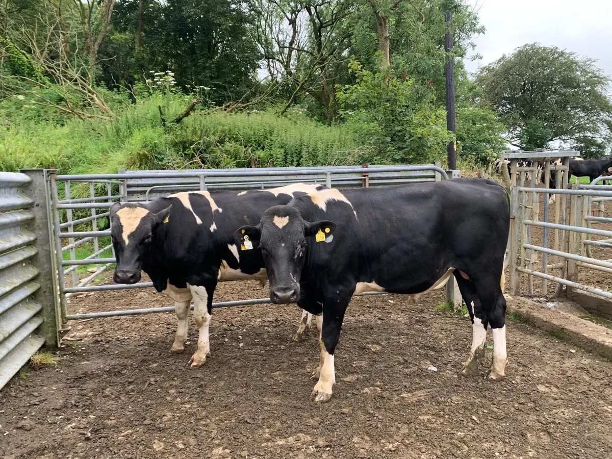 Friesian Bulls - Image 2