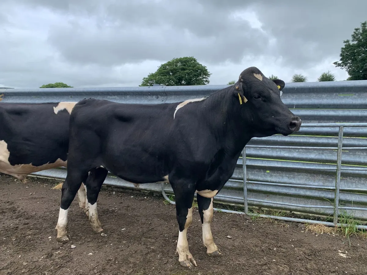 Friesian Bulls - Image 3