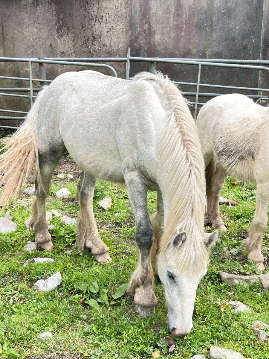 Pony 2 years old - Image 1