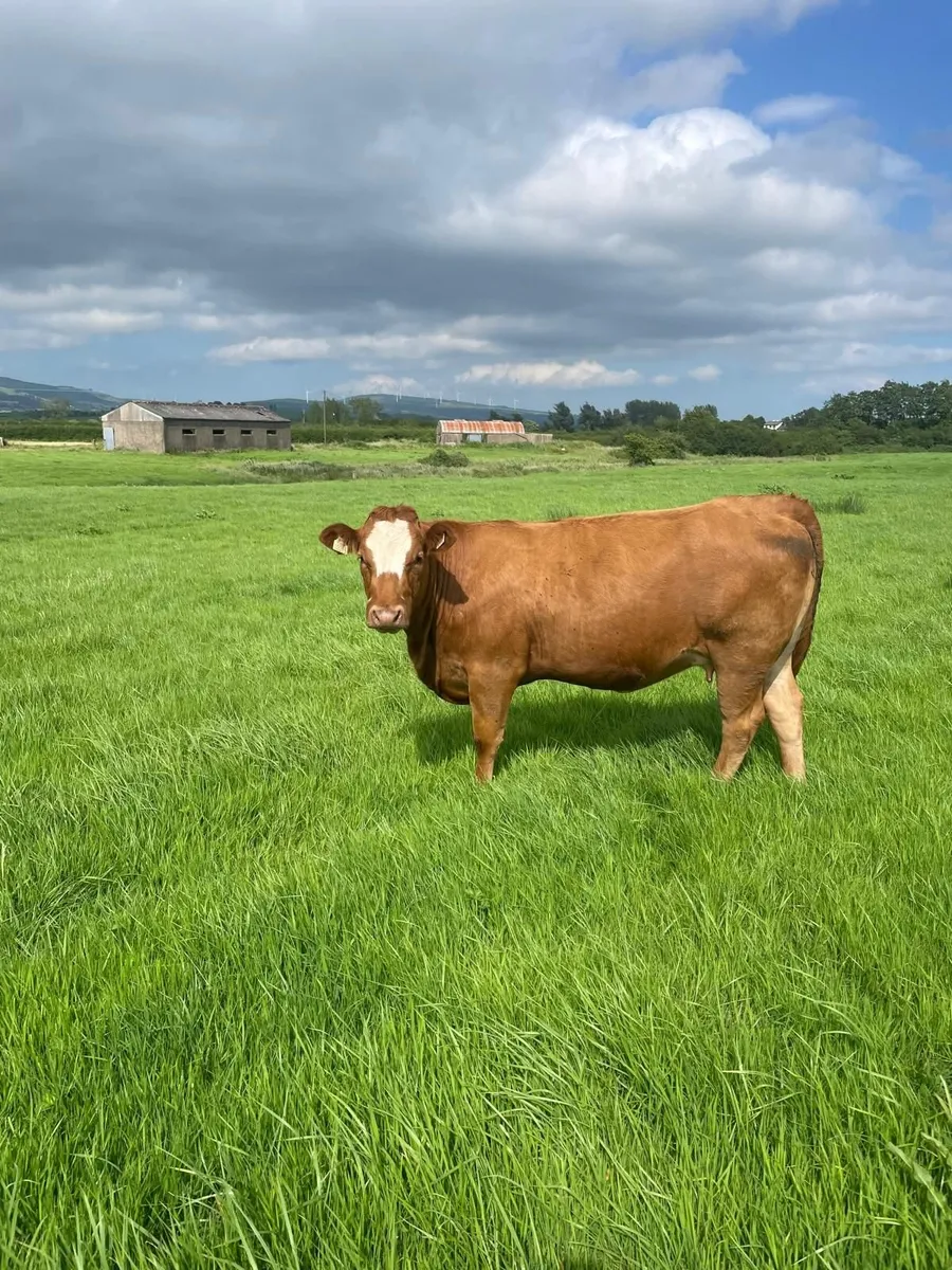 Organic In-Calf Heifer - Image 1