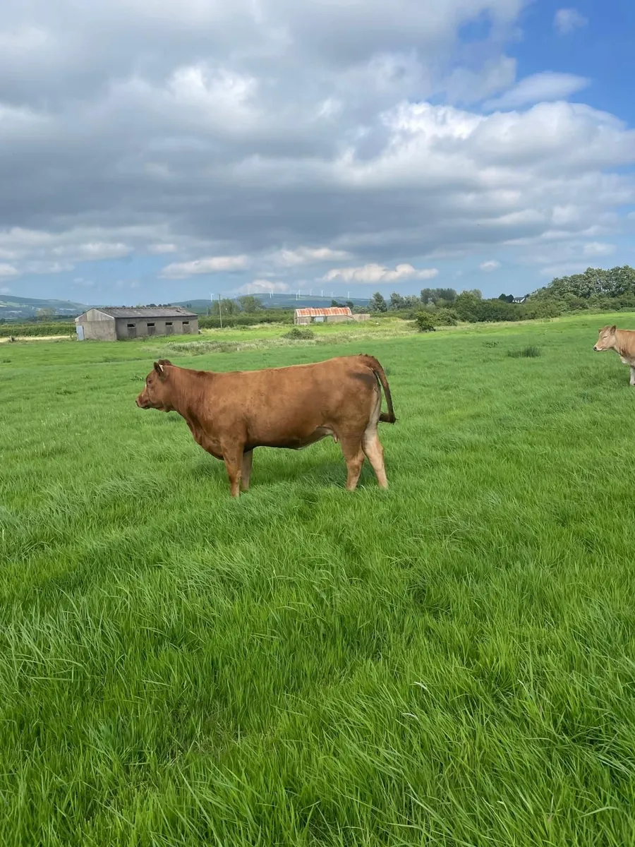 Organic In-Calf Heifer - Image 2