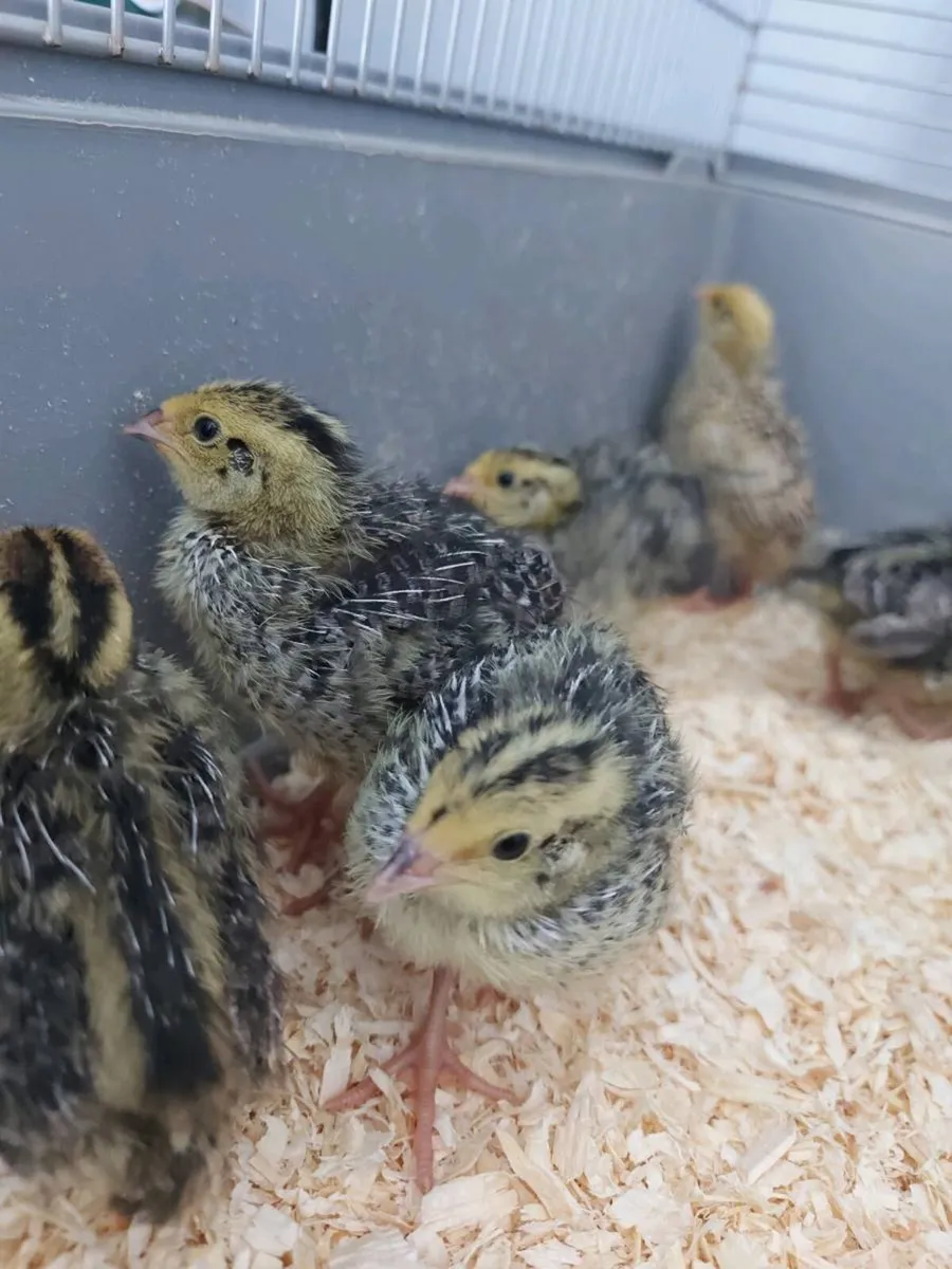 Quail chick's - Image 3