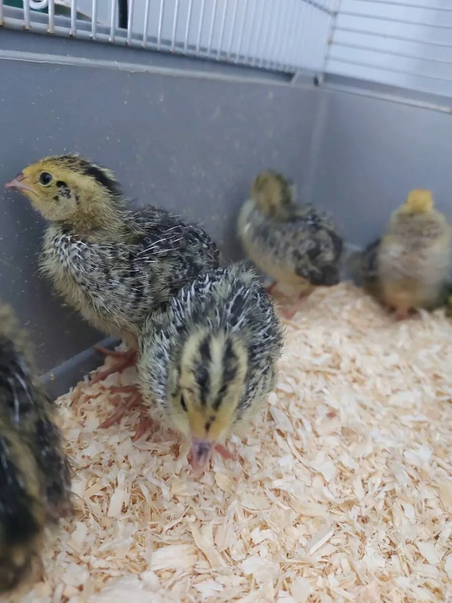 Quail chick's - Image 4