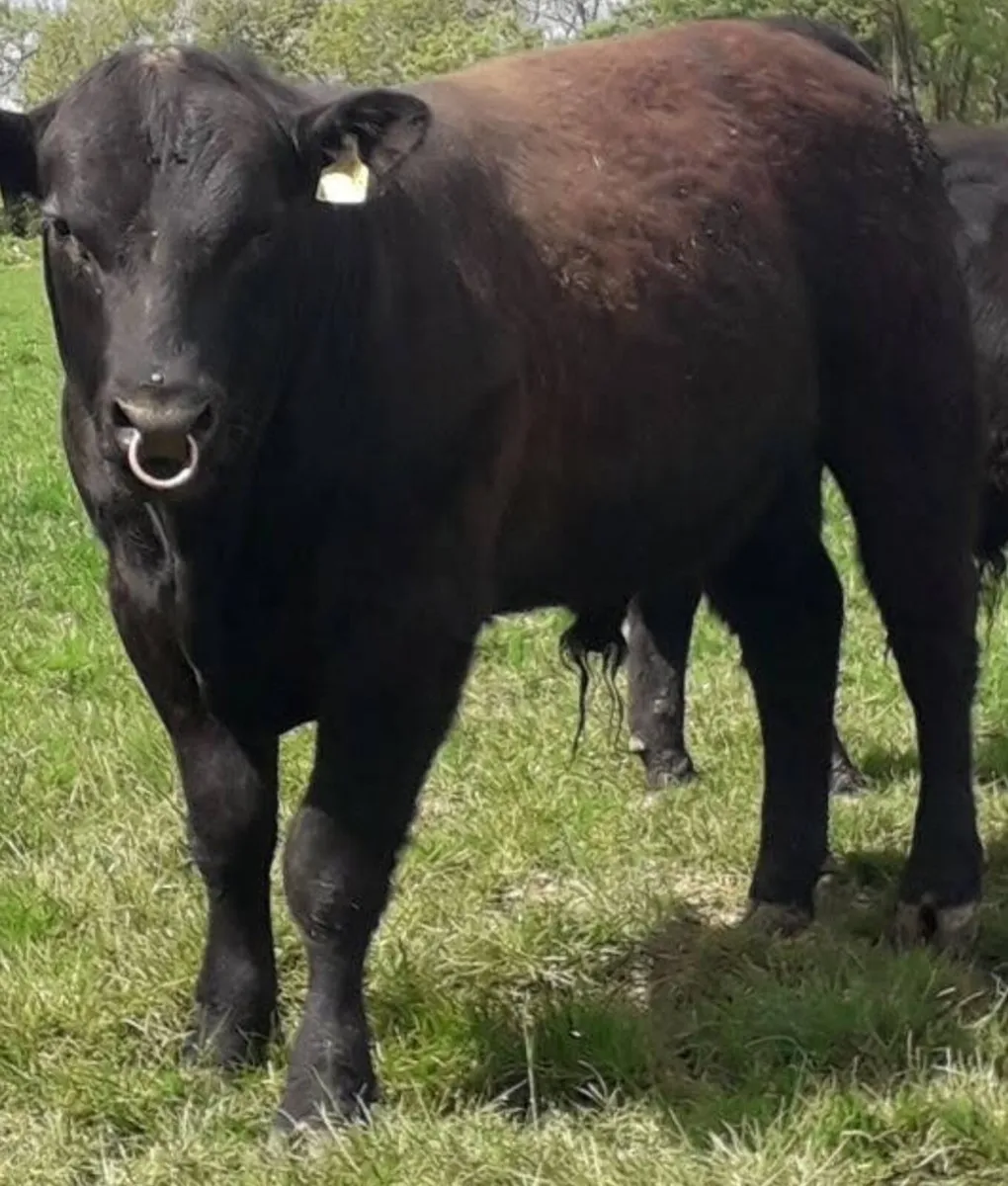 PBR AA Bull