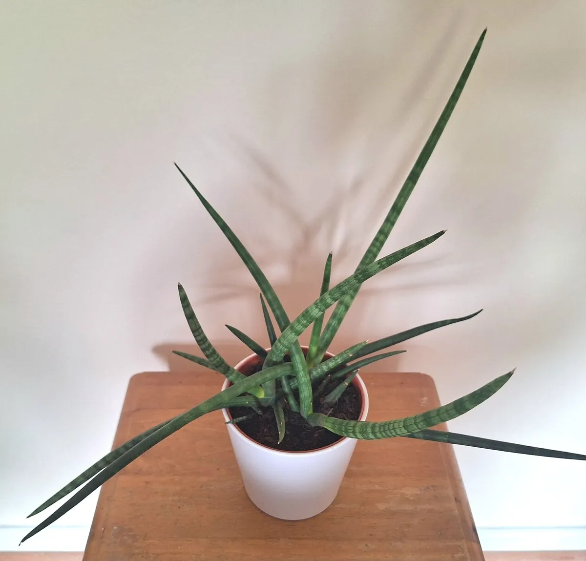 Healthy Sansevieria Cylindrica in ceramic pot - Image 1