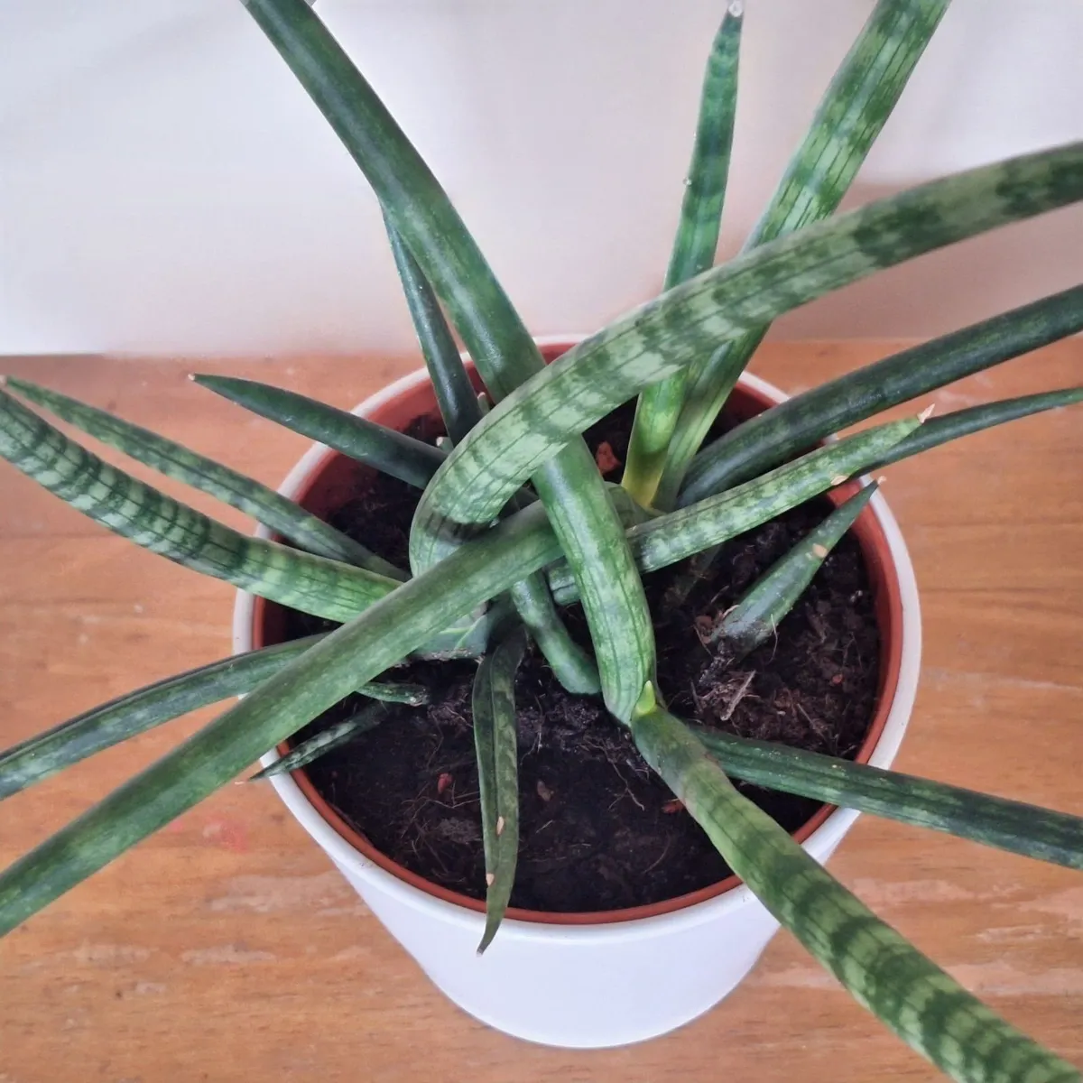 Healthy Sansevieria Cylindrica in ceramic pot - Image 2