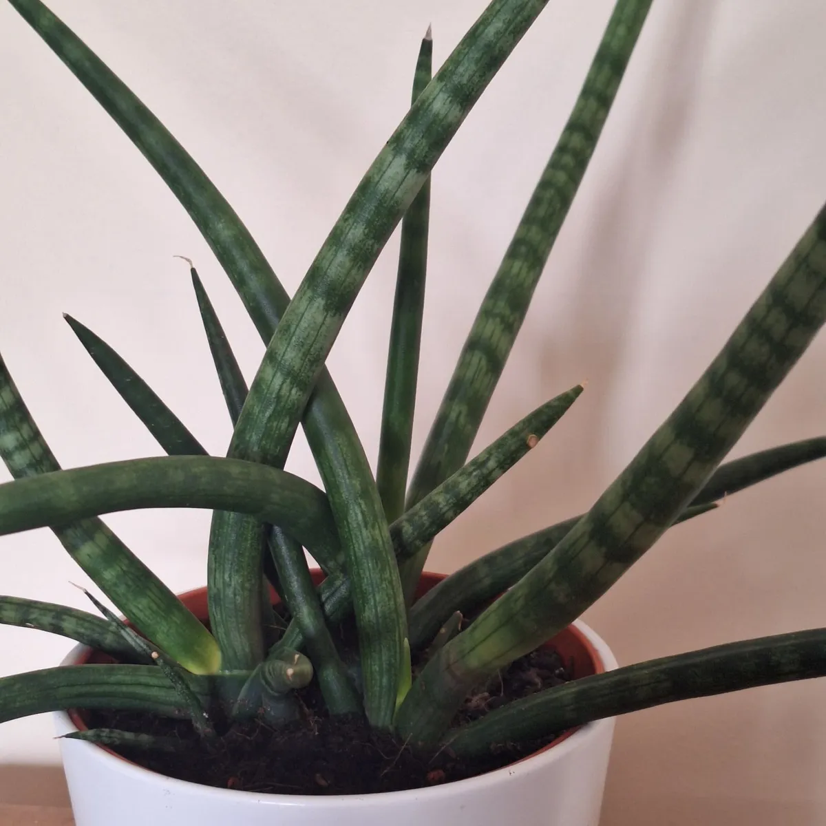 Healthy Sansevieria Cylindrica in ceramic pot - Image 3