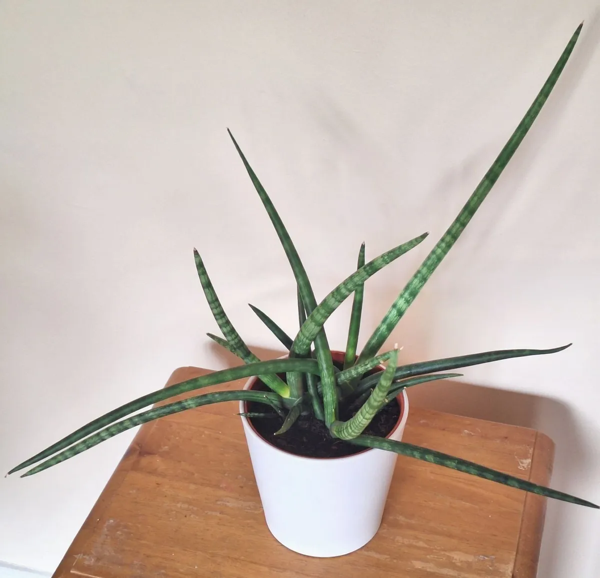 Healthy Sansevieria Cylindrica in ceramic pot - Image 4