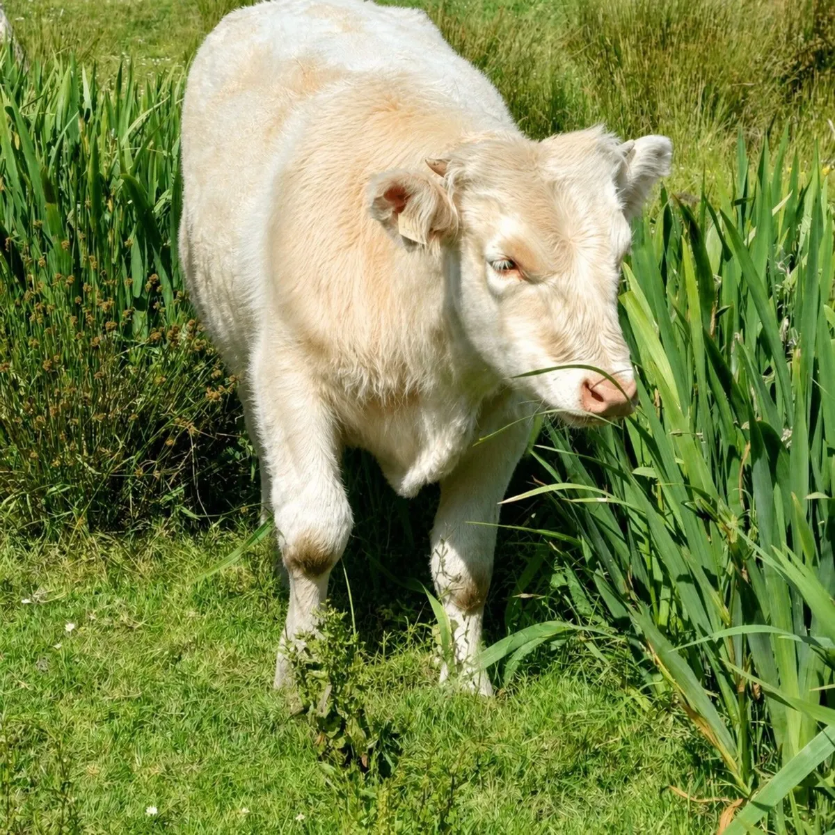 cattle beef - Image 2
