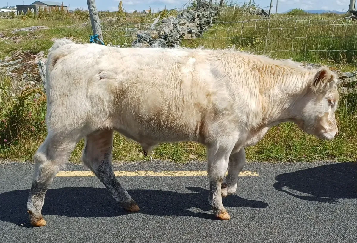 cattle beef - Image 1