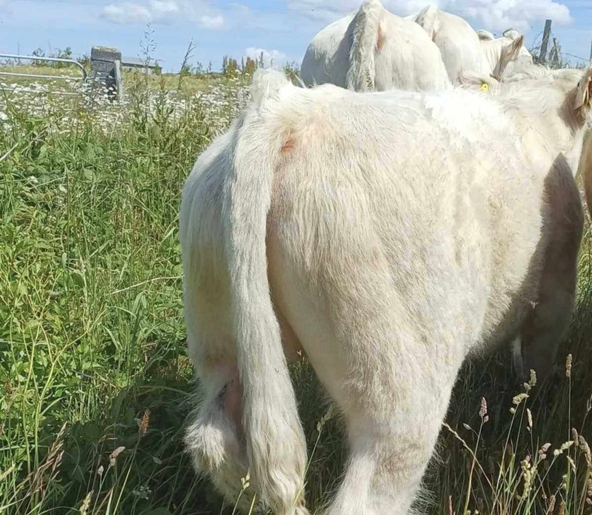 cattle beef - Image 3